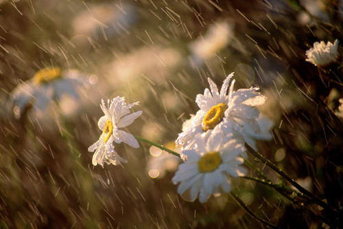早安心语：城市在下雨，而我在想你| jiaren.org