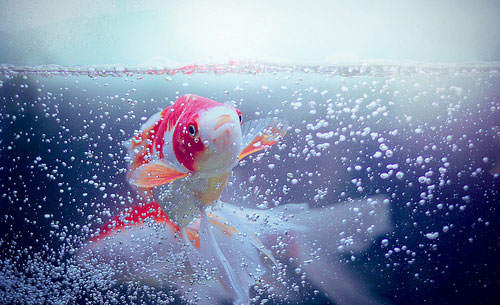 早安心语：不要以爱情的名义，让一条鱼忘记游泳| jiaren.org
