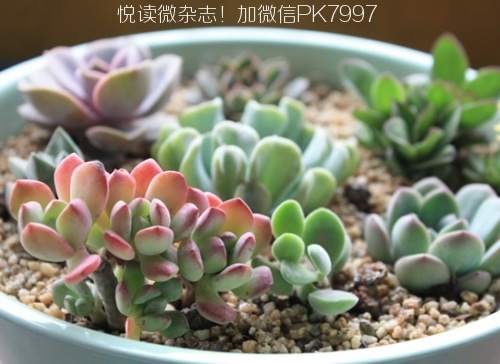 多肉植物怎么养：多肉植物种植的六大技巧