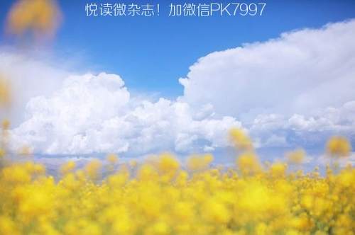 7月金灿灿的青海油菜花唯美风光摄影图片